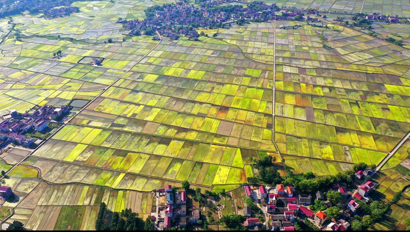 ����ʡ�Ϸ���2020��ͳ�������ʽ��ƽ��߱�׼ũ�ｨ����Ŀ