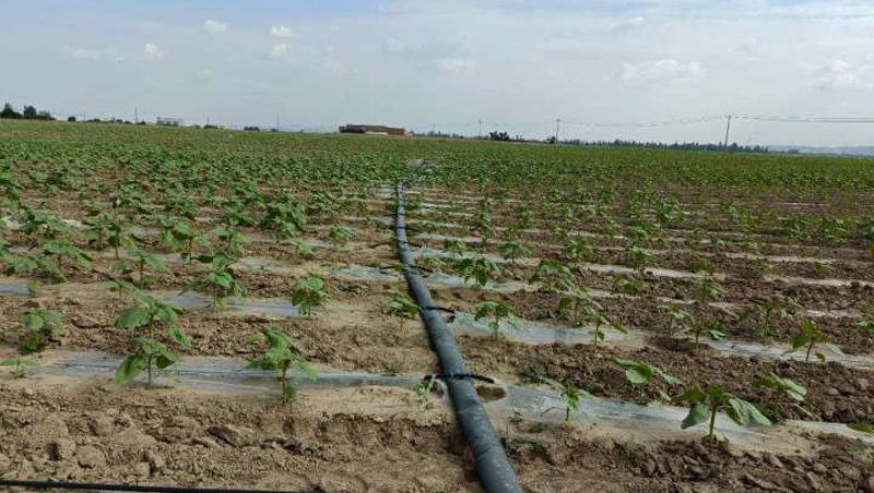 ����ʡ���������д�԰��2020��߱�׼ũ�ｨ����Ŀ